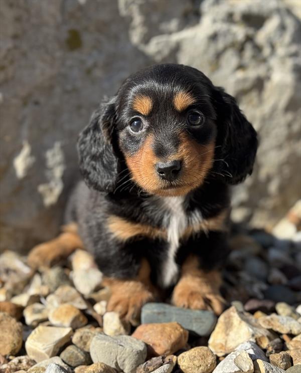[#25272-02]  - Black Tan / White M Dachshund Puppies for Sale