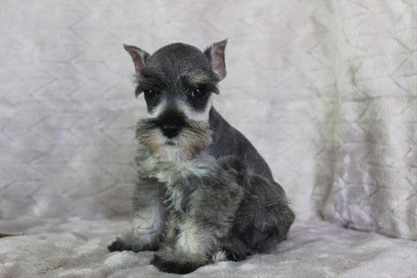 [#25880-03]  - Salt / Pepper M Miniature Schnauzer Puppies for Sale