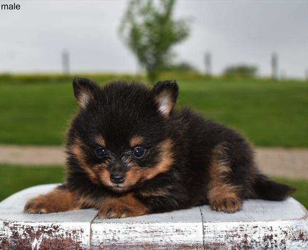 [#25387-01]  - Black / Tan M Pomeranian Puppies for Sale