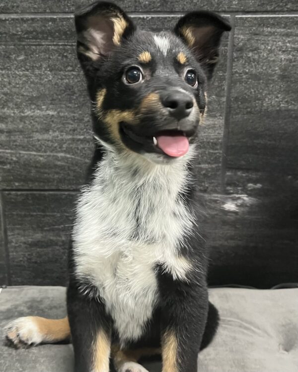 [#2595-01]  - Black Tan / Bluetick M Texas Heeler Puppies for Sale
