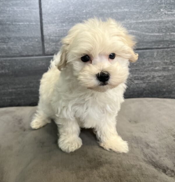 [#25921-03]  - Tan M Maltipoo Puppies for Sale