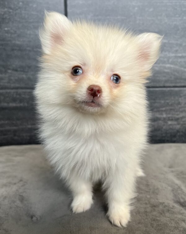 [#25882-01]  - Cream M Pomsky 2nd Gen Puppies for Sale
