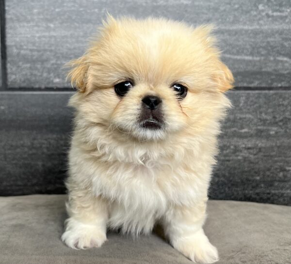 [#M02913]  - Biscuit M Pekingese Puppies for Sale