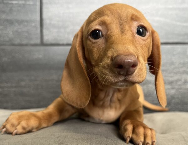 [#M02446]  - Red F Dachshund Puppies for Sale