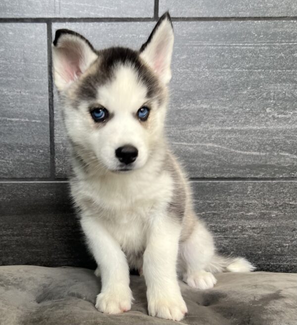 [#25852-04]  - Black / White M Siberian Husky Puppies for Sale
