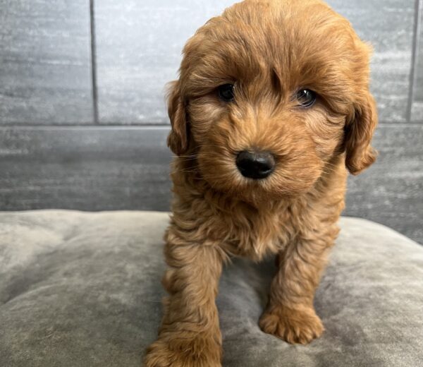 [#25731-04]  - Red M Poodle Mini/Goldendoodle 2nd Gen Puppies for Sale