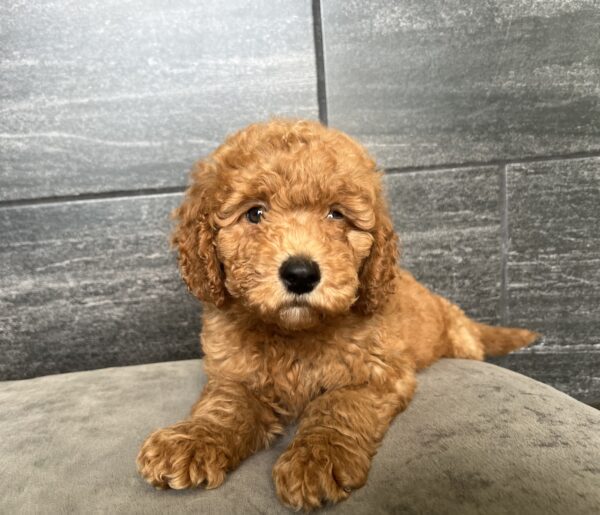 [#25731-05]  - Red M Poodle Mini/Goldendoodle 2nd Gen Puppies for Sale