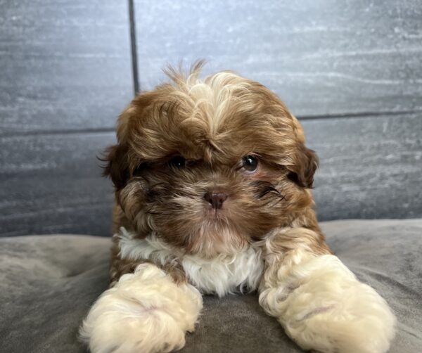 [#251007-03]  - Red / White M Shih Tzu Puppies for Sale