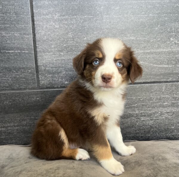[#25933-05]  - Red F Miniature Australian Shepherd Puppies for Sale