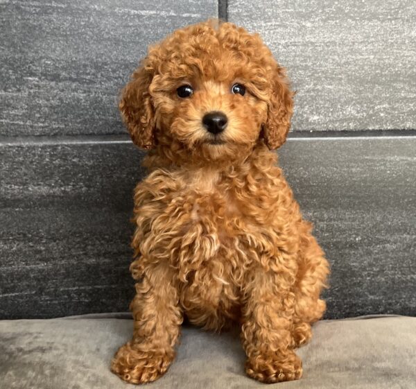 [#251054-05]  - Red F Poodle Puppies for Sale