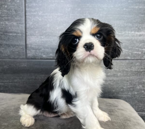 [#M02551]  - Black White and Tan F Cockalier Puppies for Sale