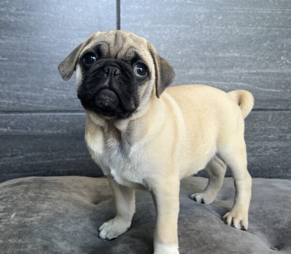 [#25255-01]  - M Pug Puppies for Sale