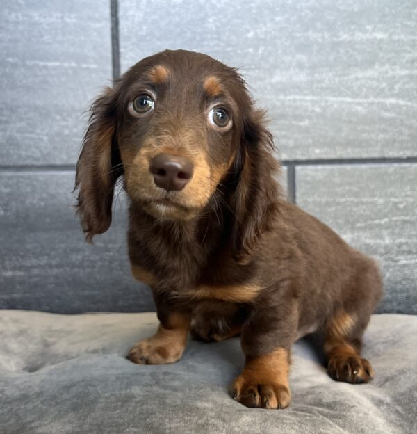 [#M03793]  - Chocolate and Tan M Dachshund Puppies for Sale