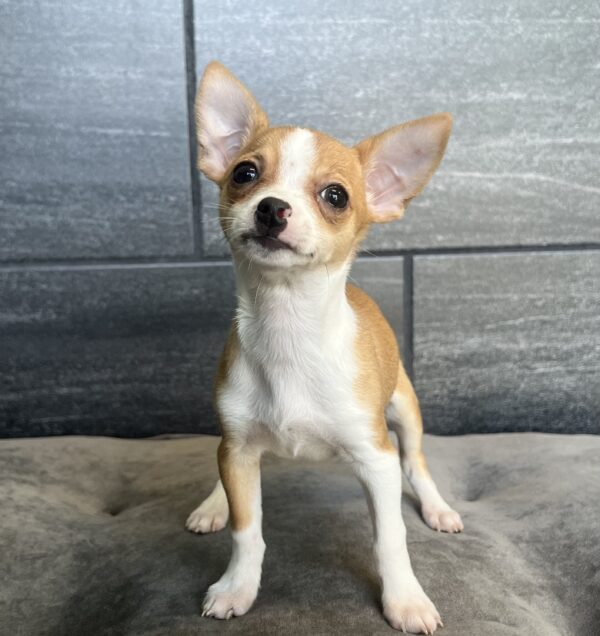 [#M03035]  - Red F Chihuahua Puppies for Sale