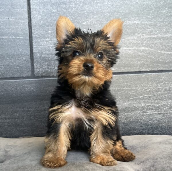 [#25369-02]  - Black / Tan M Yorkshire Terrier Puppies for Sale