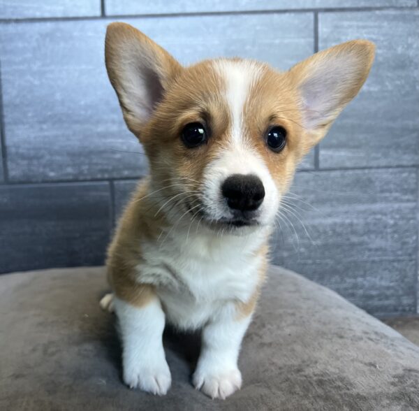 [#M03471]  - Red M Pembroke Welsh Corgi Puppies for Sale