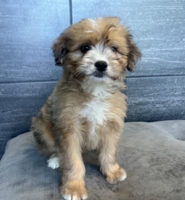 [#25268-03]  - M Bernardadoodle Mini Puppies for Sale