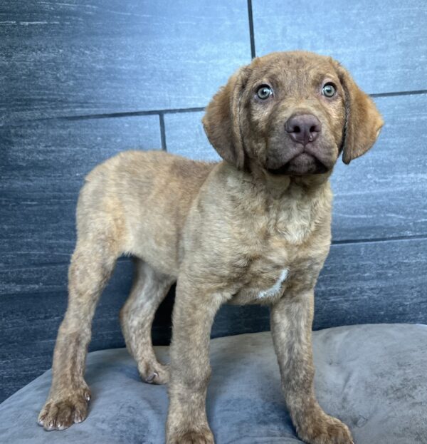 [#M04831]  - Dead Grass M Chesapeake Bay Retriever Puppies for Sale