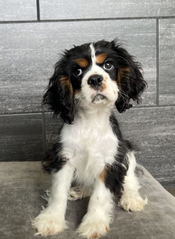 [#M02553]  - Black White and Tan M Cockalier Puppies for Sale