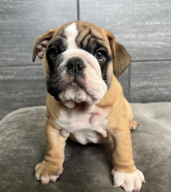 [#M04043]  - Fawn and White M English Bulldog Puppies for Sale