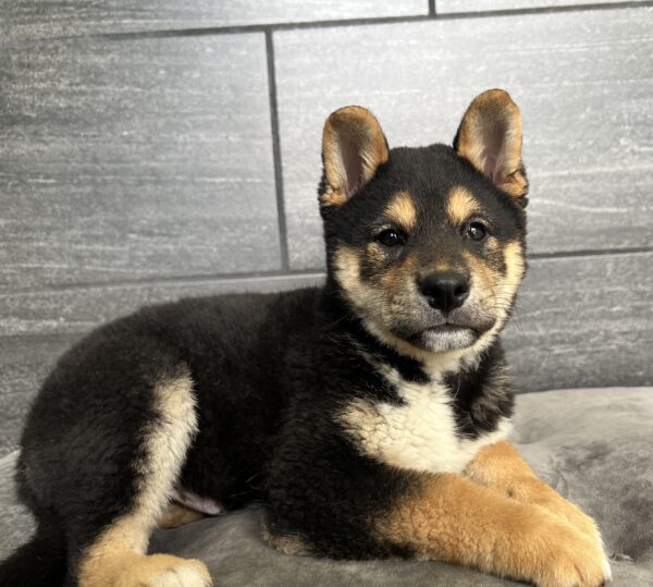 [#M06857]  - Black and Tan M Shiba Inu Puppies for Sale