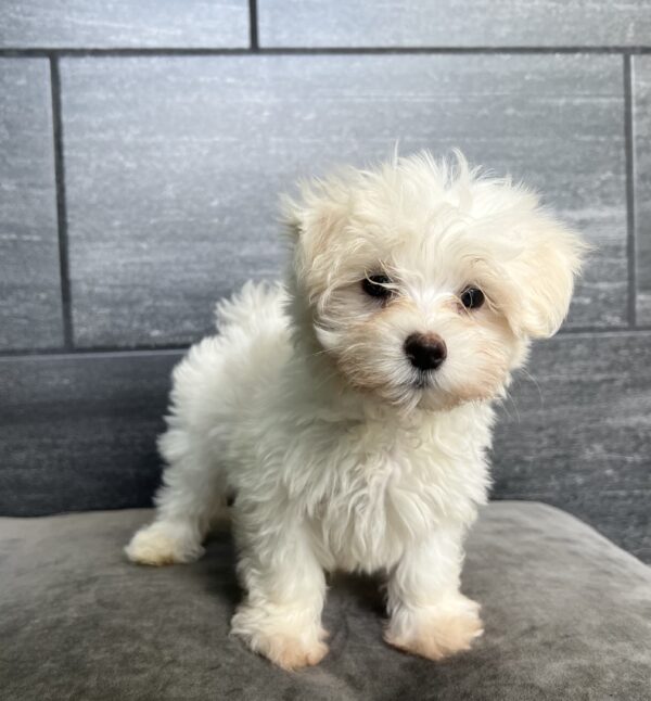 [#M03674]  - White M Maltese Puppies for Sale