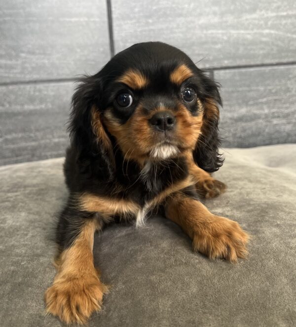[#M03691]  - Black and Tan M Cavalier King Charles Spaniel Puppies for Sale