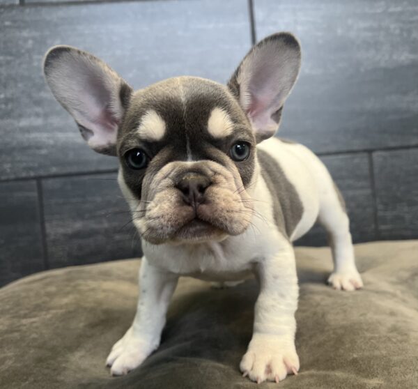 [#251057-03]  - Blue F French Bulldog Puppies for Sale