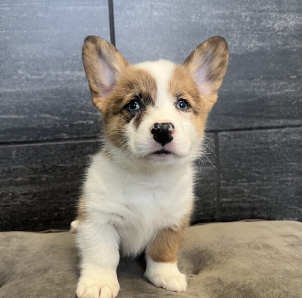 [#251062-01]  - Red Merle M Pembroke Welsh Corgi Puppies for Sale