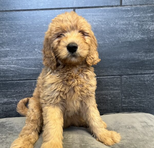 [#251149-05]  - Red M Goldendoodle Puppies for Sale
