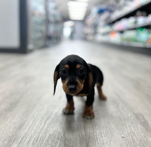 [#25318-04]  - Black / Tan F Dachshund Puppies for Sale