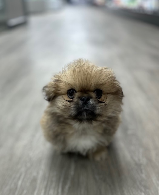 [#M02910]  - Fawn M Pekingese Puppies for Sale