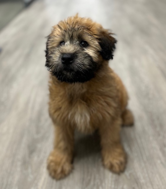 [#M02564]  - Wheaten M Soft Coated Wheaten Terrier Puppies for Sale