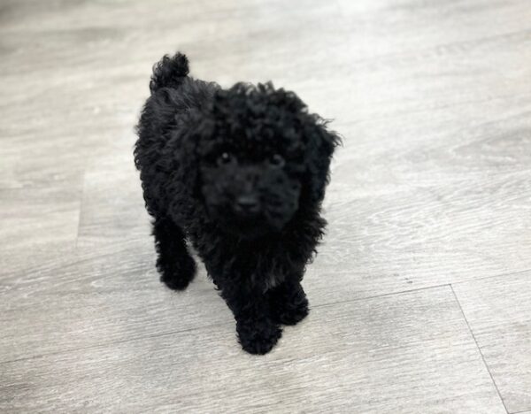 [#251054-02]  - Black M Poodle Puppies for Sale