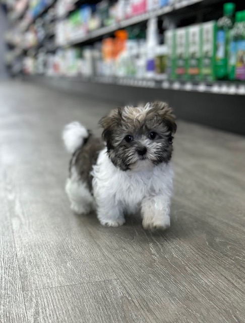 [#M02572]  - Gold Sable M Havanese Puppies for Sale