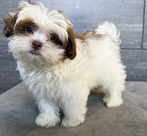 [#25112-01]  - White / Chocolate M Poodle Mini/Shih Tzu Puppies for Sale