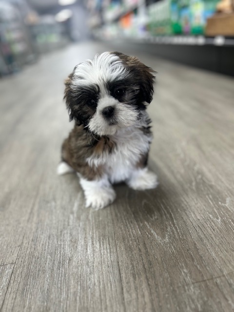 [#M02695]  - Golden M Lhasa Apso Puppies for Sale