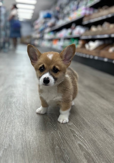 [#M02868]  - Sable M Pembroke Welsh Corgi Puppies for Sale