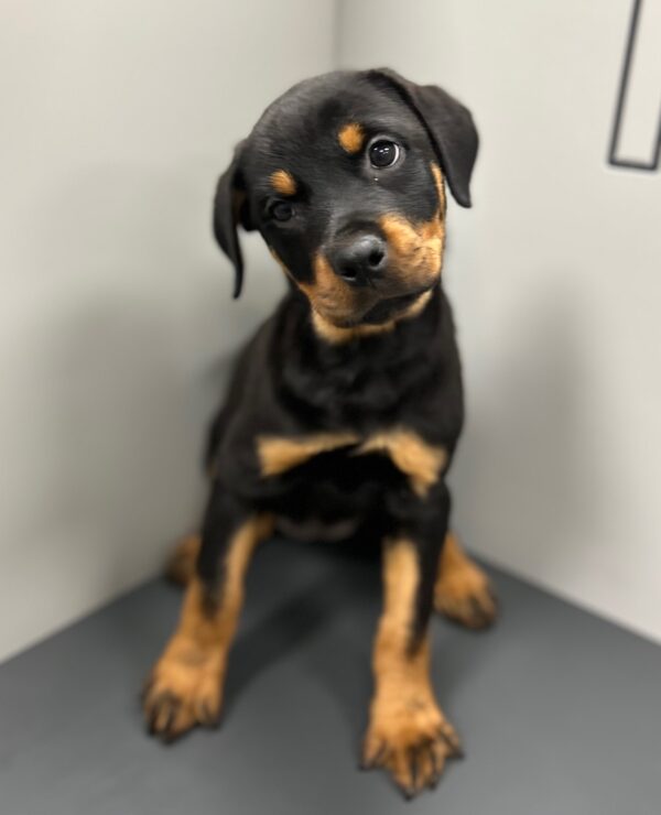 [#M03231]  - Black and Mahogany F Rottweiler Puppies for Sale