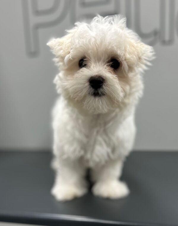 [#25727-01]  - White M Maltese Puppies for Sale