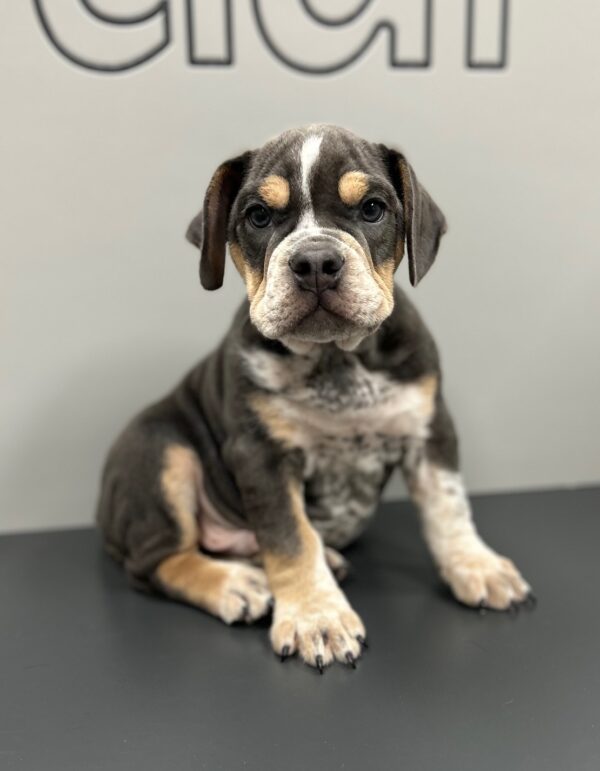 [#25119-03]  - Blue / White M Bulldog Mini Puppies for Sale