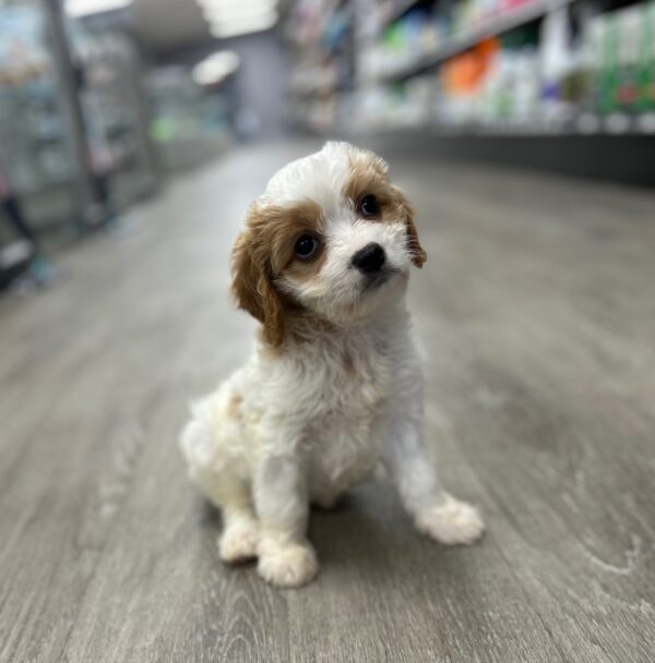 [#25910-07]  - Blenheim / White F Cavachon Puppies for Sale