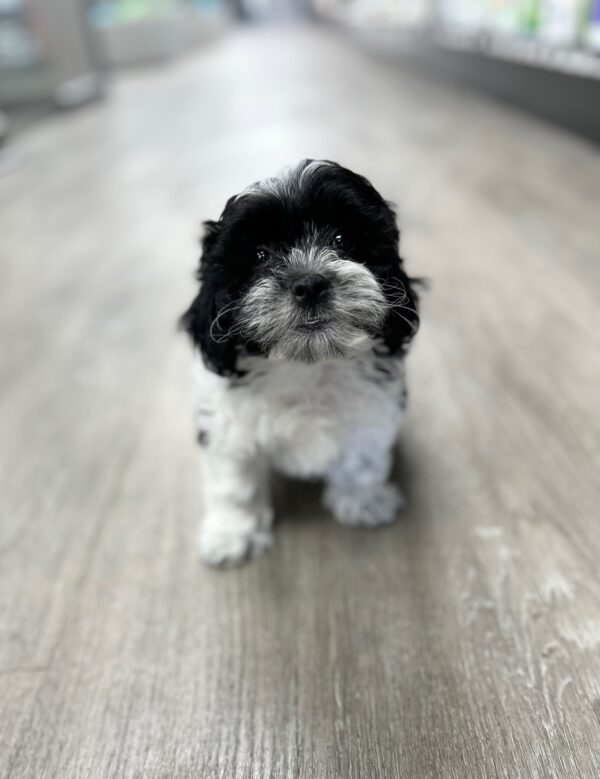 [#25742-02]  - Black / White M Poodle/Shih Tzu Puppies for Sale