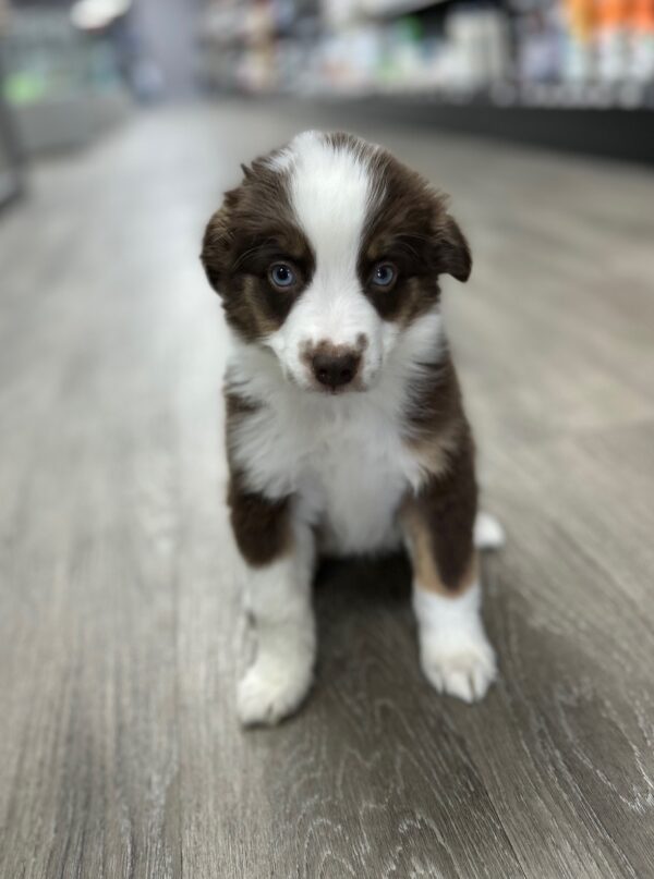 [#251020-03]  - Red M Miniature Australian Shepherd Puppies for Sale