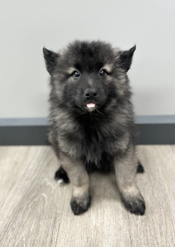 [#251257-01]  - Black Silver M Keeshond Puppies for Sale