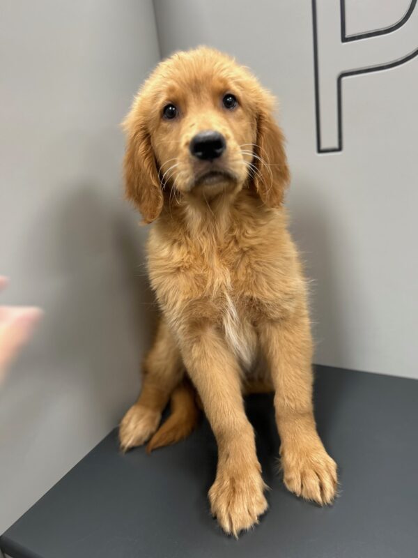 [#M03466]  - Golden M Golden Retriever Puppies for Sale