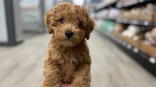 [#25317-01]  - F Poodle Mini Puppies for Sale