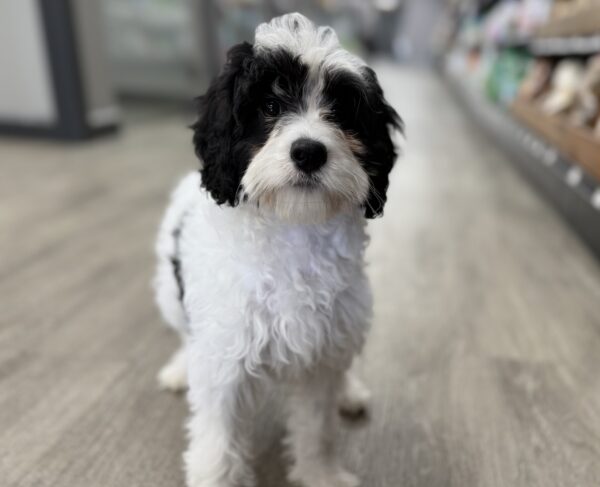 [#M04858]  - Black and White F Cavapoo Puppies for Sale