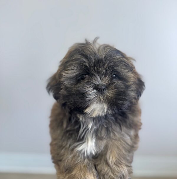 [#25890-04]  - Brindle F Shih Tzu Puppies for Sale