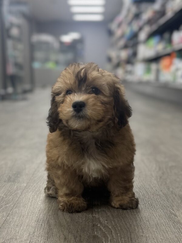 [#25268-02]  - M Bernardadoodle Mini Puppies for Sale